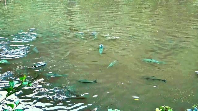 Stay Patient, Steady Progress for Big Results - Blue Giraffe Fishing