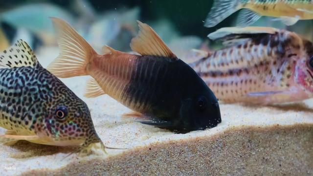 Yin Yang Red Sail Corydoras in White Sand Aquarium Setup
