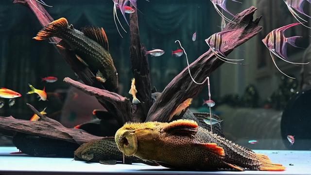 South American Aquarium Setup and Fish Care Guide