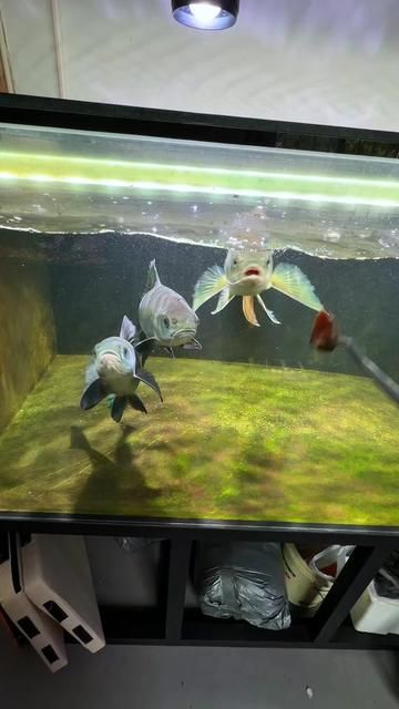 Cultivating Meter-Class Golden Arowana