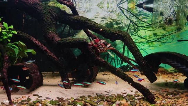 Neon Tetra Care and Aquarium Setup Guide
