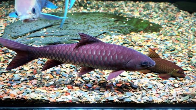 The Beauty of Time: Ancient Bronze & Blue Gill