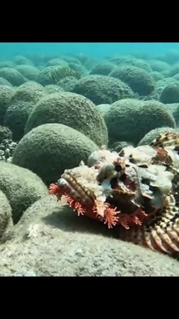 Do Fish Burp After Eating? Exploring Aquatic Digestion