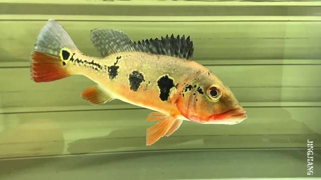 Fogo Volcano Eruption Spectacular Nature Footage