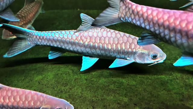 Hongbeng River: Is It Worth It? Bluejiro Fish Keeping Diary