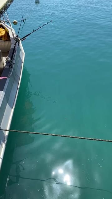 How to Catch Sharks: Fishing Tips and Techniques