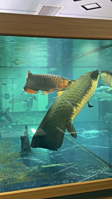 Arowana Care Guide: Essential Tips for Keeping Your Dragon Fish Healthy