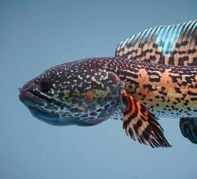 New Tank Setup for Thunder Dragon Fish - Perfect Home for Retirement