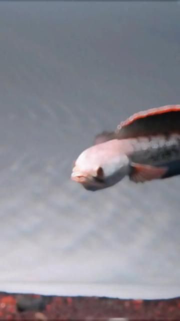 How to Care for Arowana Fish: 2 Year Anniversary Special