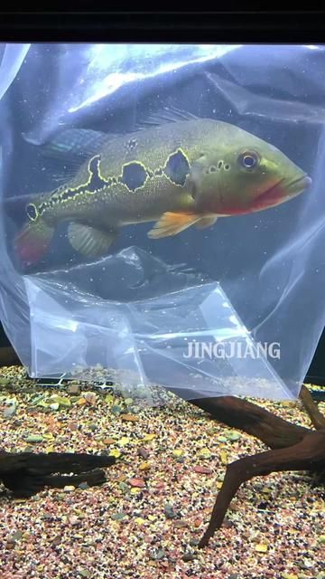 Fogo Three Room Fish Flame Aquarium