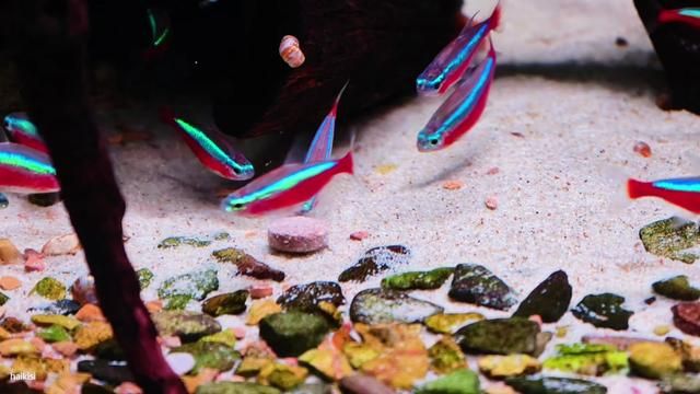 Life Is Not About Hurrying, But Feeling the Road: Neon Tetra Enjoying Joyful Moments