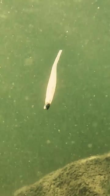 Tempting Fake Bait: Era of Lure Fishing