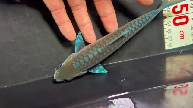 16cm Small Baoshan vs Bt? Blue Jieluo Ornamental Fish Baoshan Blue Jieluo Pulling Fun