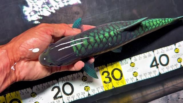Green Warrior: 31+ Sending Off, The Rotating Box Fish You Hate Most
