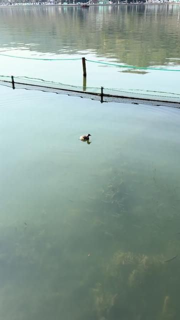 Hardworking Little Mallard Duck Eating