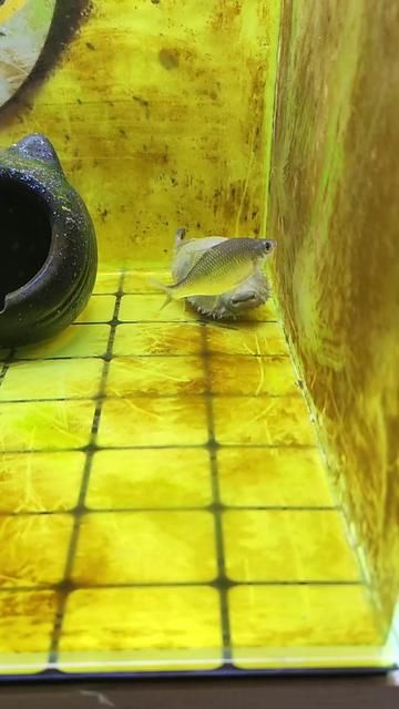 Feeding Small Fish Today - Loach Care Diary