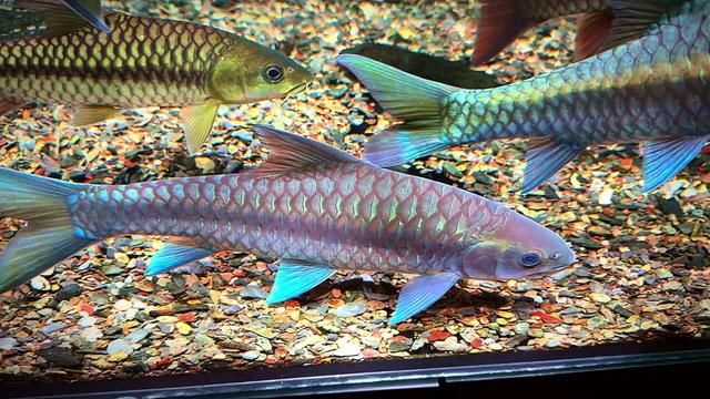 Different Mouths Are Also Beautiful: Blue Gilro, Fishkeeping Diary, Fishkeeping Nurtures the Soul, Ornamental Fish, Native Fish