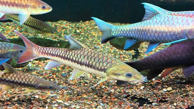 40cm Wild Yingjiang Blue Gara - Fishkeeping Diary #Aquascape