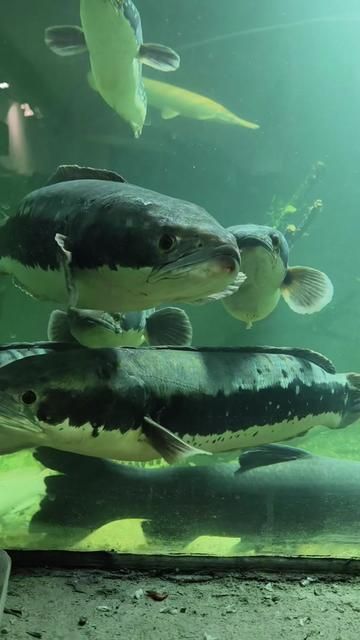 Doman and Doman Arowana: Hungry Cockroaches Waiting for Dinner