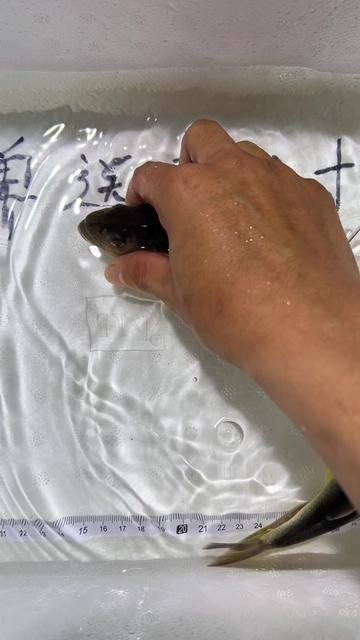 Short Body Fish Live Tonight! Native Fish Stream Tank Wild