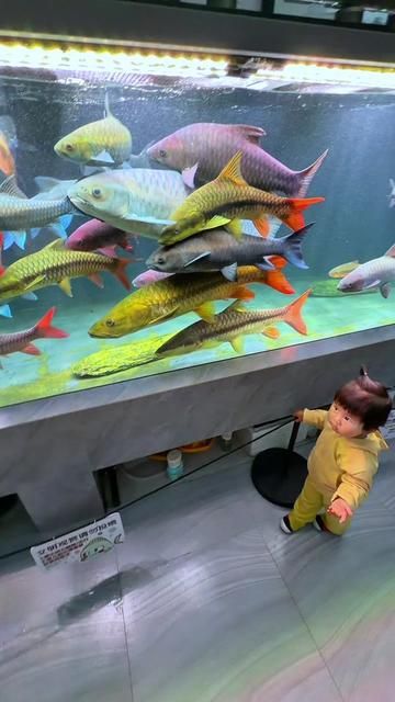 Giro: Stream Kings or Glowing Friends? Nature's Aquatic Wonders