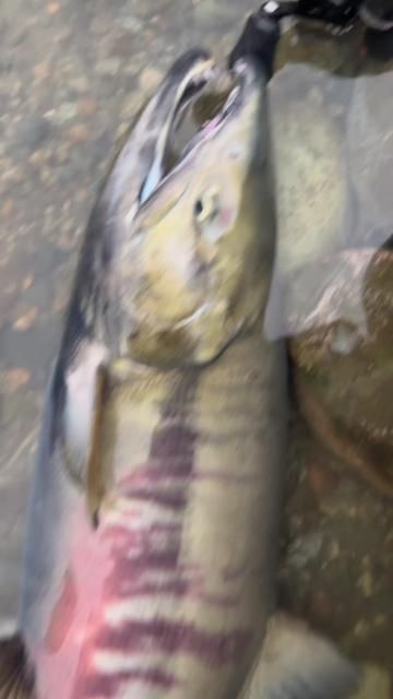 Lure Fishing for Salmon: The Ultimate Guide for Anglers