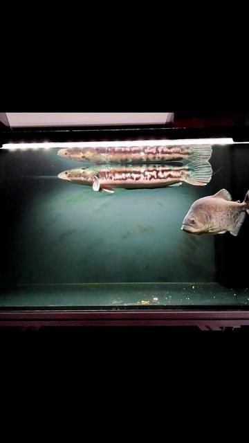 Piranha Fishing: Time, Effort, and Cost Analysis