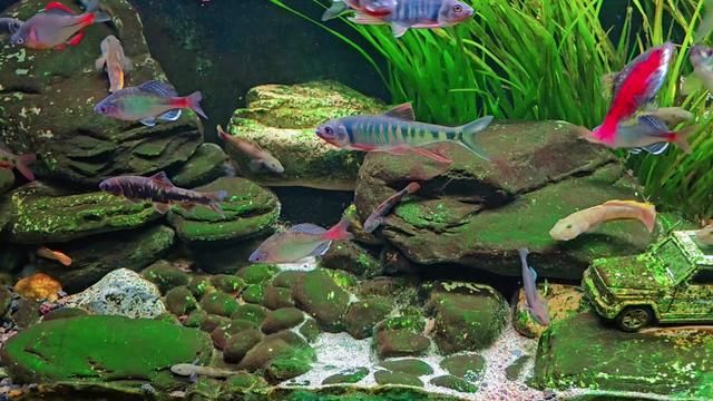 Healing Stream Tank Setup 2024: 1.2m Natural Aquascape