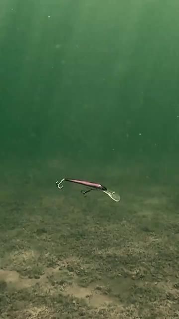 Irresistible Fake Bait - Lure Fishing