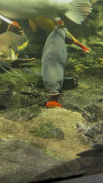 Scarred Koi: Survivors from the Fierce Fish School