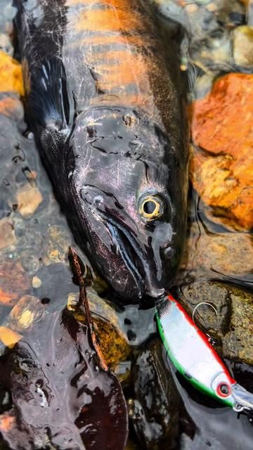 Mystical Spirits of Mountain Streams: Stream Lure Fishing Adventure