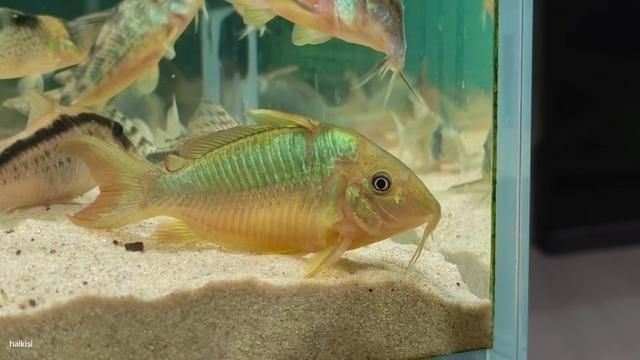 Golden Giant Corydoras - South American Fish Care Guide